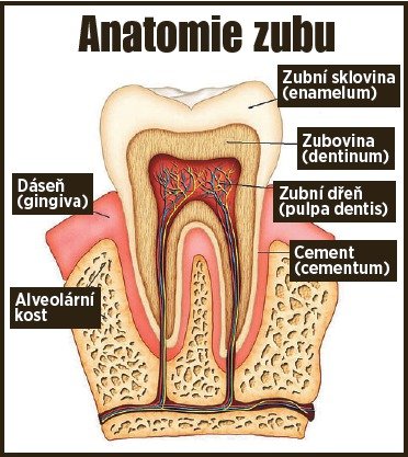 Anatomie zubu