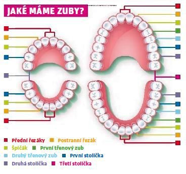 Jaké máme zuby?