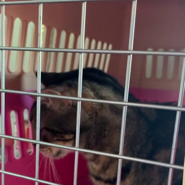 Kočička Gucci se konečně shledala se svými majiteli