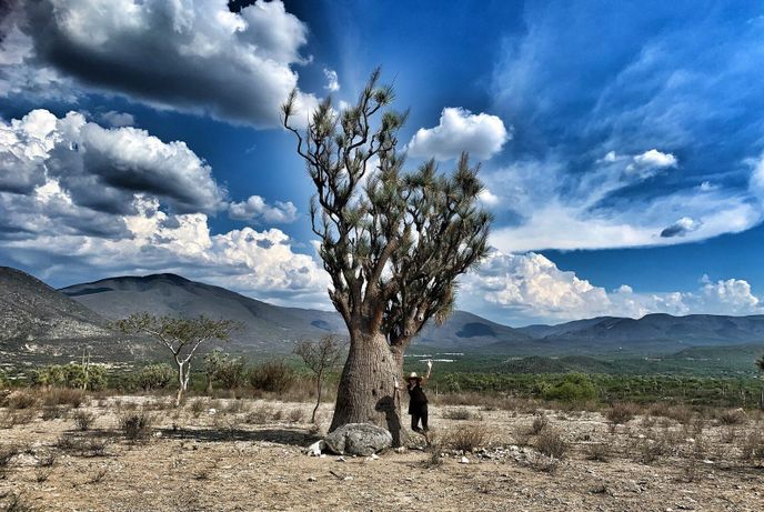 Zuzana Habáňová u obřích stromů zvaných "Sloní nohy" v mexickém státě Oaxaca