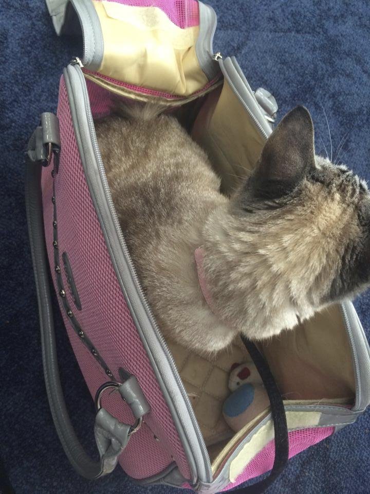 Modelka si vzala kočku na palubu mezinárodního letu.