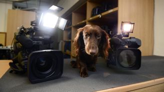 Haf! Haf! Telepat, který za pár stovek pohovoří s vaším psem