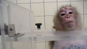 Opice jsou nuceny inhalovat různé látky.
