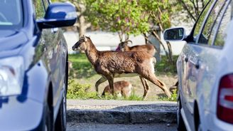 Řidiči, pozor na zvěř! Poradíme, jak střetu předejít