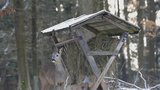 Zákazy vstupu do lesa se blíží? Ministr to zvažuje. Zvěř nemá kvůli turistům klid