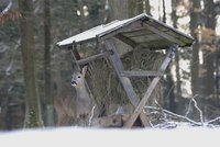 Zákazy vstupu do lesa se blíží? Ministr to zvažuje. Zvěř nemá kvůli turistům klid