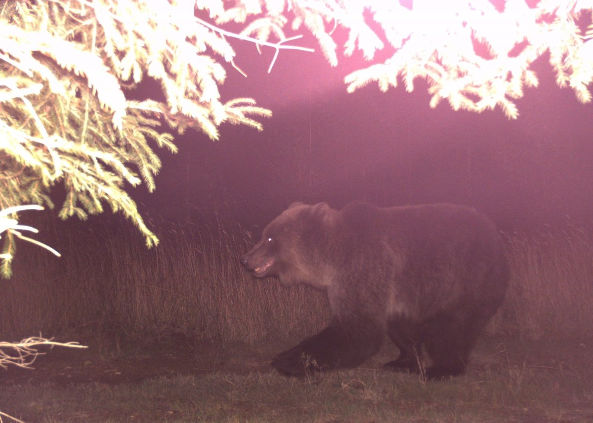 Fotopast zaznamenala v roce 2012 medvěda v Javornících.