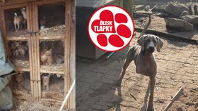 Utrum prodeje na parkovišti a evidence chovných fen: Veterináři mají nový bič na množírny