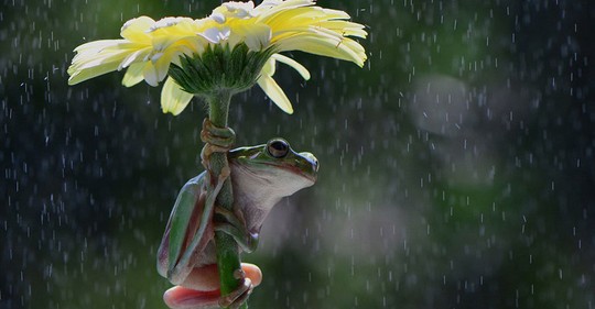 13 zvířat, které si s deštěm umí poradit po svém