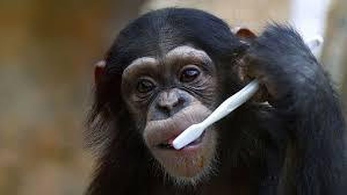 1. Šimpanz: Je člověku nejbližší žijící příbuzný na planetě, můžeme u něho více než u ostatních živočichů vysledovat lidské aspekty chování. Je to starost o blízké osoby, spolupráce při lovu, dělí se o potravu, udržují dlouhotrvající přátelské svazky, je schopen získávat dovednosti, umějí používat nástroje, společně řeší problémy. Na rozdíl od většiny zvířat si dokáže uvědomit sám sebe.