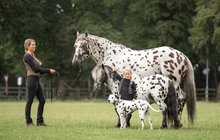 Flekatá nizozemská trojka baví kolemjdoucí: Hřebec a poník jako dalmatin!