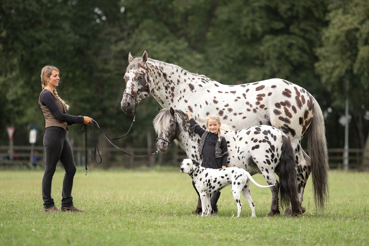 Greetje má pro strakatá zvířata slabost. Její dcera Jolie Lune se narodila ve stejný rok jako poník. I proto k němu má tak blízko. Psisko mezi koni vyrůstá odmalička, takže má pocit, že je jedním z nich. 