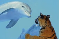 Tygr Akaša se kamarádí s delfínem!