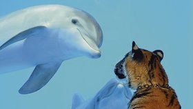 Často to vypadá, že obě zvířata spolu hrají vodovzdušné pólo, gestikulují na sebe a předvádějí se jeden před druhým.