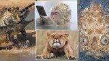 Roztodivná divočina: 10 nejživočišnějších fotek exotických zvířat! 