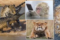 Roztodivná divočina: 10 nejživočišnějších fotek exotických zvířat!