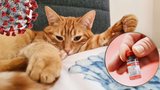 Očkování proti covidu u domácích mazlíčků chystá stále více zemí. Veterinář tlačí na úřady