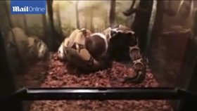 Video ukazuje, jak had požírá živé morče