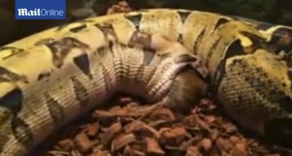 Video ukazuje, jak had požírá živé morče