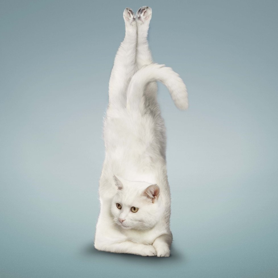 Takhle vypadá podle Borrise kočkacvičící jógu.