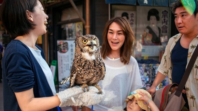 Mladá Japonka propaguje místní Soví kavárnu, kde si zákazníci mohou hladit divoká zvířata.