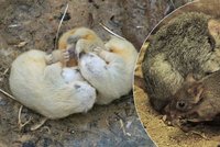Brněnská zoo hlásí první letošní přírůstky: Trojčata rosomáků a ohroženého klokánka