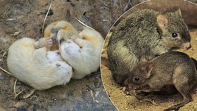 Brněnská zoo hlásí první letošní přírůstky: Trojčata rosomáků a ohroženého klokánka 