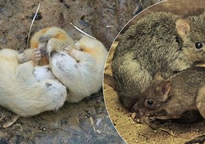 Brněnská zoo ukázala letošní první přírůstky - rosomáka sibiřského a klokánka králíkovitého.