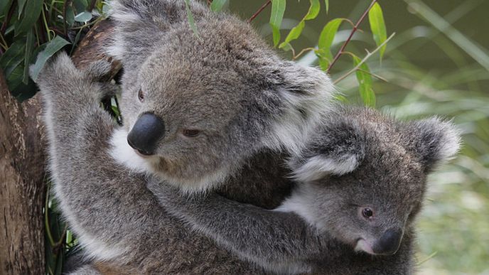 Medvídek koala
