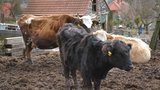 Policisté obvinili chovatele za úhyn dobytka: Hrozí mu dva roky vězení!