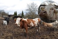 Šílené: Zubožené krávy žijí ve výkalech, hnůj ohrožuje pitnou vodu v obci!