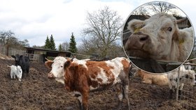 Zvířata jsou hladová a vyhublá na kost. Krávy žijí ve vlastních výkalech. Brodí se v nich po kolena