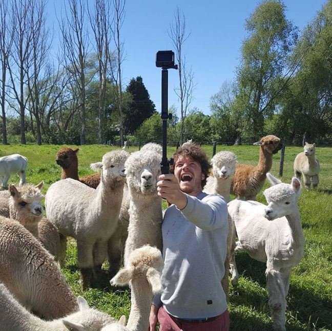 Selfie s lamou má styl.
