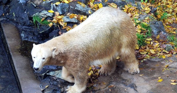 Lední medvědice Cora teskní po medvíďatech
