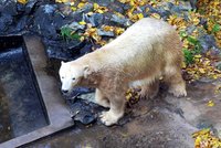 Porod lední medvědice Cory: Obě mláďata sežrala
