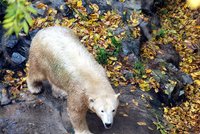 Brněnská zoo v krizi: Vylepší medvědice Cora rozpočet?