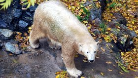 Lední medvědice Cora z brněnské zoo