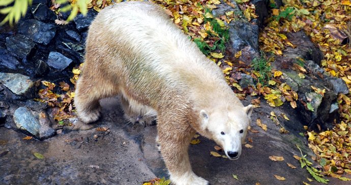 Lední medvědice Cora z brněnské zoo