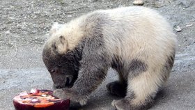 Křtiny ledních medvídků Komety a Nanuka v brněnské zoo: medvídek Nanuk se pouští do speciálního želatinového dortu z masa, ryb a zeleniny.