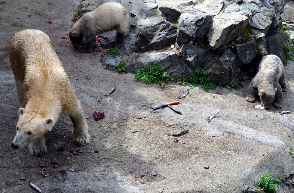 Křtiny ledních medvídků Komety a Nanuka v brněnské zoo: vlevo je samice Cora, uprostřed pětiměsíční Nanuk a vpravo jeho sestřička Kometa.