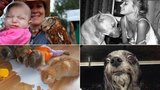 Zachyceno v sociálních sítích: Když se zvířata chovají jako lidé a naopak!