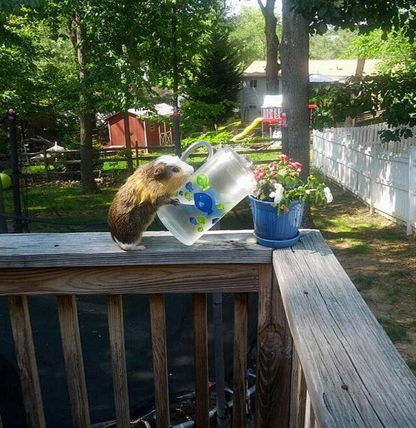 Morče zalévá květinu jako správný zahradník.