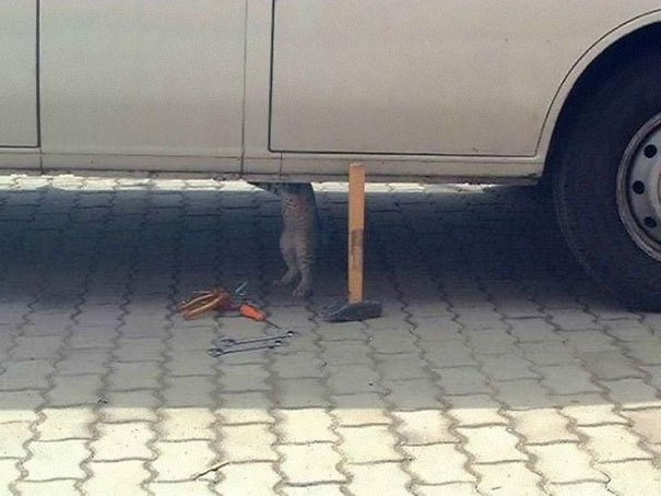 Kočka opravářka.