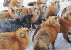 Více než 100 lišek žije v japonské provincii Miyagi. Jsou chráněné, protože Japonci věří, že nosí štěstí. Za 150 Kč je můžete krmit.