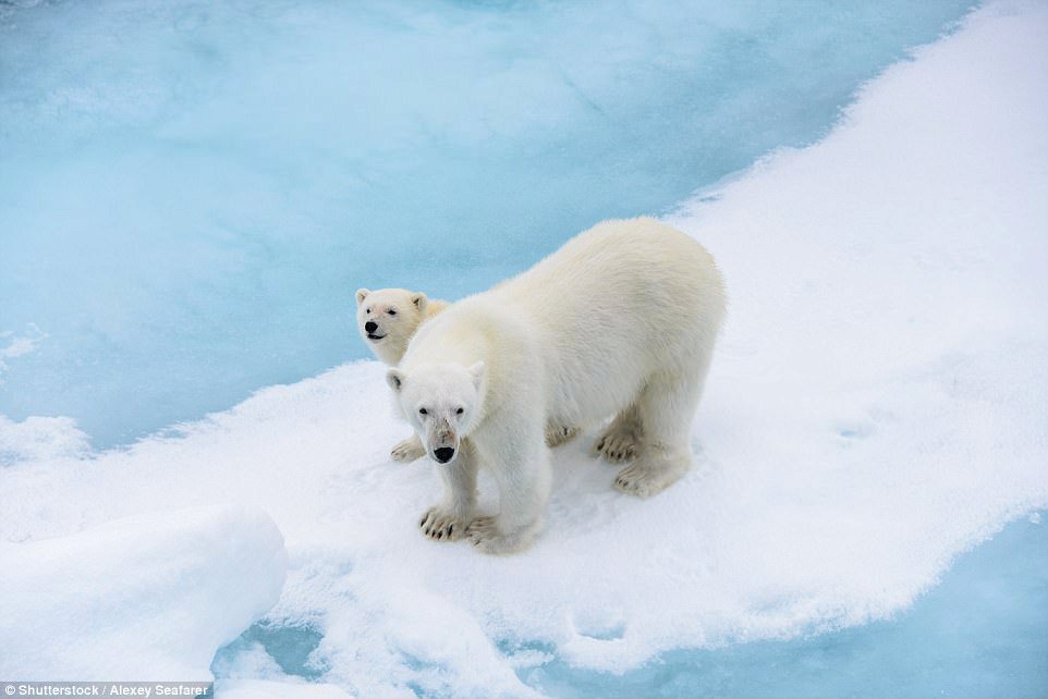 Kanada je domovem dvou třetin polárních medvědů celého světa. Spousta z nich se shromažďuje v zátoce Hudson Bay v Churchillu v Manitobě, aby zde lovili na ledě. Turisté pak jezdí ve speciálních vozidlech, aby si je mohli prohlédnout.