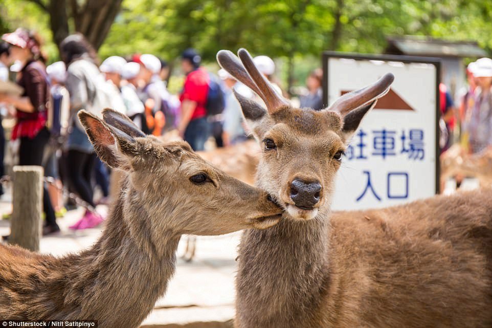 Jeleni a srnky se prohánějí po ulicích na japonském Honšú. Místní se jich prý bojí, ale turisté si mohou koupit jídlo, kterým je krmí. Na ostrově žije asi 1200 kousků.