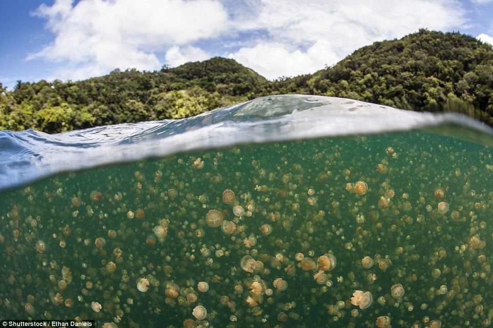 Na ostrově Palau si můžete zaplavat mezi medúzami, které během staletí ztratily schopnost žahat, protože v jezeře neměly žádné přirozené nepřátele.