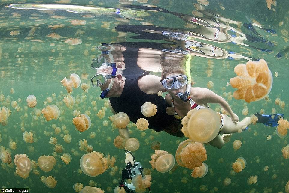 Na ostrově Palau si můžete zaplavat mezi medúzami, které během staletí ztratily schopnost žahat, protože v jezeře neměly žádné přirozené nepřátele.