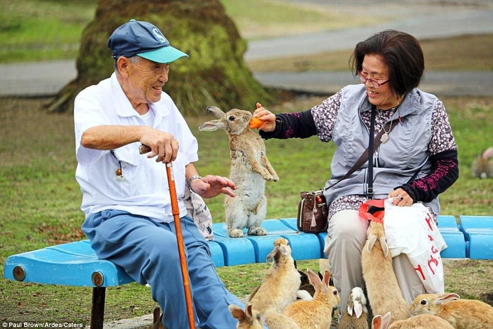 Okunoshima je japonský ostrov, kde se přemnožili králíci. Nemají zde žádného přirozeného predátora, takže jsou absolutně bez bázně. Honí se za turisty kvůli jídlu.