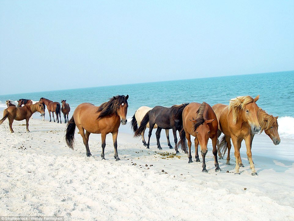 Na ostrově Assateague na pobřeží Ameriky se zase usídlili poníci. Zachránili se na ostrově ze ztroskotané lodi. Žije jich tu asi 400 a nejlépe si je prohlédnete, když se projedete v kajaku kolem pobřeží.